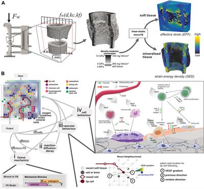An in silico micro-multiphysics agent-based approach for simulating bone regeneration in a mouse femur defect model